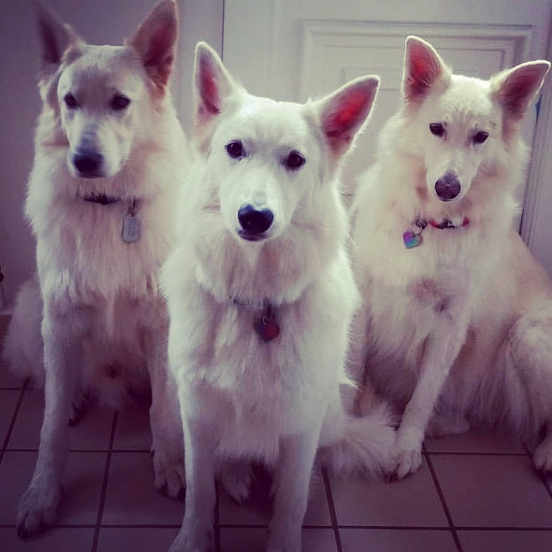 Lena a rejoint le concours — aidez-le/la à gagner de superbes lots ! ancient_dog_breeds, canidae, carnivore, collar, companion_dog, dog, dog_breed, door, fur, giant_dog_breed, happy, non_sporting_group, photo_caption, snout, sporting_group, square, tail, whiskers, working_animal, working_dog