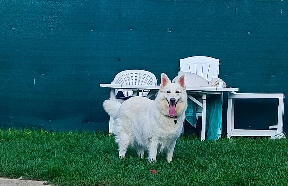 Lena participe au concours pour gagner de l'argent avec cette photo : canidae, carnivore, chair, companion_dog, dog, dog_breed, goats, grass, lake, lawn, leash, livestock, non_sporting_group, ocean, plant, sporting_group, tail, terrier, water, working_animal