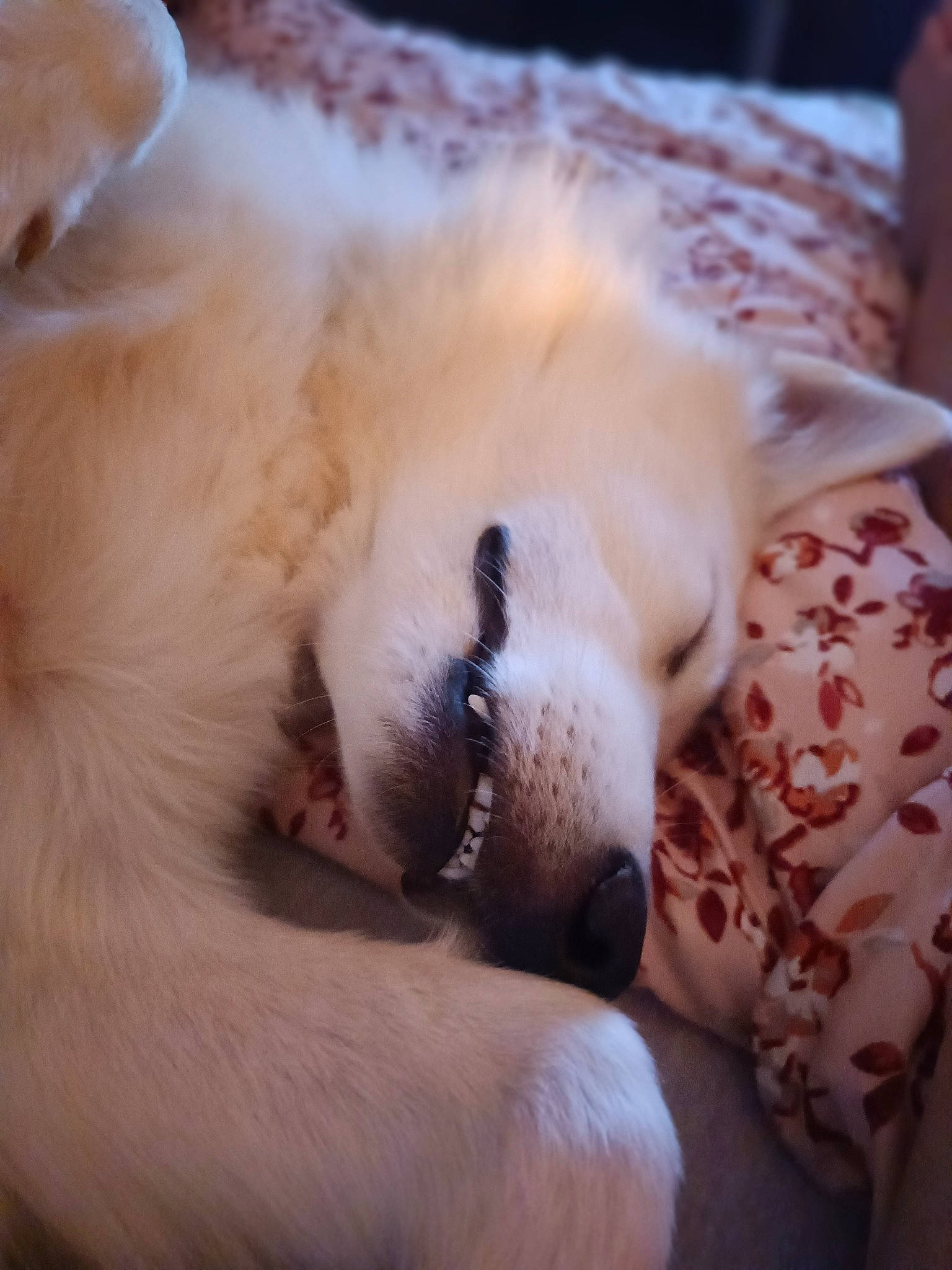 Molly participe au concours pour gagner de l'argent avec cette photo : canidae, carnivore, cat, close_up, comfort, companion_dog, dog_breed, domestic_short_haired_cat, fawn, felidae, fur, linens, nap, paw, small_to_medium_sized_cats, snout, sporting_group, tail, terrestrial_animal, whiskers