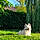Aslan