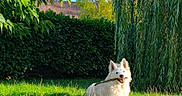 Aslan a rejoint le concours — aidez-le/la à gagner de superbes lots ! animal, backyard, dog, foliage, garden, grass, happy, hedge, long_fur, open_mouth, outdoor, pet, playing, pointed_ears, portrait, sitting, stick, sunlight, trees, white_dog