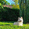 animal, backyard, dog, foliage, garden, grass, happy, hedge, long_fur, open_mouth, outdoor, pet, playing, pointed_ears, portrait, sitting, stick, sunlight, trees, white_dog