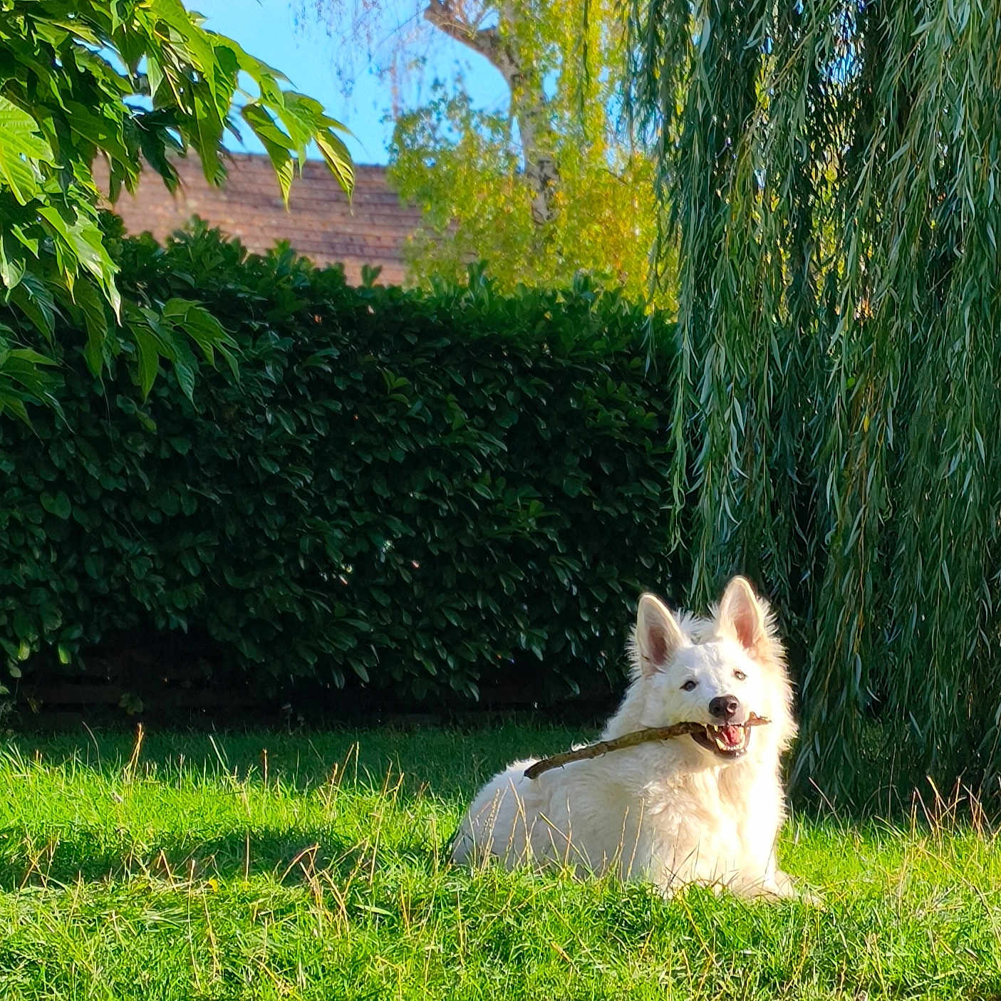 Aslan