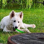 Aslan participe au concours pour gagner de l'argent avec cette photo : dog, white_dog, puppy, animal, pet, grass, outdoor, garden, willow_tree, greenery, leaves, wooden_table, rustic, toy, chewing, lying_down, fluffy, pointed_ears, black_nose, natural_light