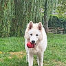 dog, white_dog, fluffy, standing, outdoor, backyard, grass, willow_tree, tree, greenery, garden, red_ball, toy, playing, pet, canine, pointed_ears, long_fur, portrait, daylight