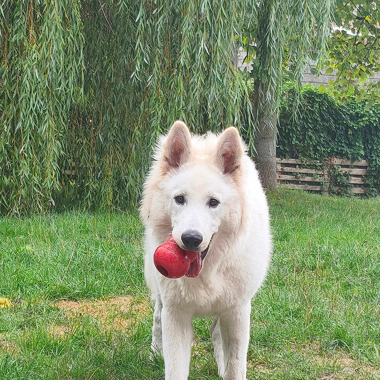 Aslan