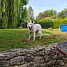dog, white_dog, fluffy, outdoor, garden, backyard, grass, trees, hedge, blue_sky, sunlight, pet, animal, standing, open_mouth, tongue, pink_toy, stone_wall, pool, nature