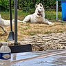 dog, dogs, white_dog, fluffy, outdoor, backyard, grass, lying_down, sitting, pet, collar, open_mouth, happy, blue_pool, hedge, garden, patio, furniture, water_bottle, sunlight