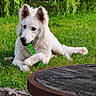 dog, puppy, white_dog, fluffy, outdoor, grass, lawn, garden, green_toy, chewing, lying_down, sitting, pointed_ears, animal_portrait, willow_tree, nature, wooden_table, sunlight, fur, playful