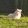 animal, bushes, chewing, dog, fluffy, fur, garden, grass, long_hair, lying_down, nature, outdoor, pet, playing, portrait, stick, sunlight, sunny, white_dog, willow_tree