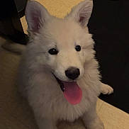 Aslan participe au concours pour gagner de l'argent avec cette photo : adidas, black_nose, dark_eyes, dog, floor, fluffy, furniture, happy, home, indoor, open_mouth, pet, pointed_ears, portrait, puppy, sitting, smiling, tile_floor, tongue_out, white_fur