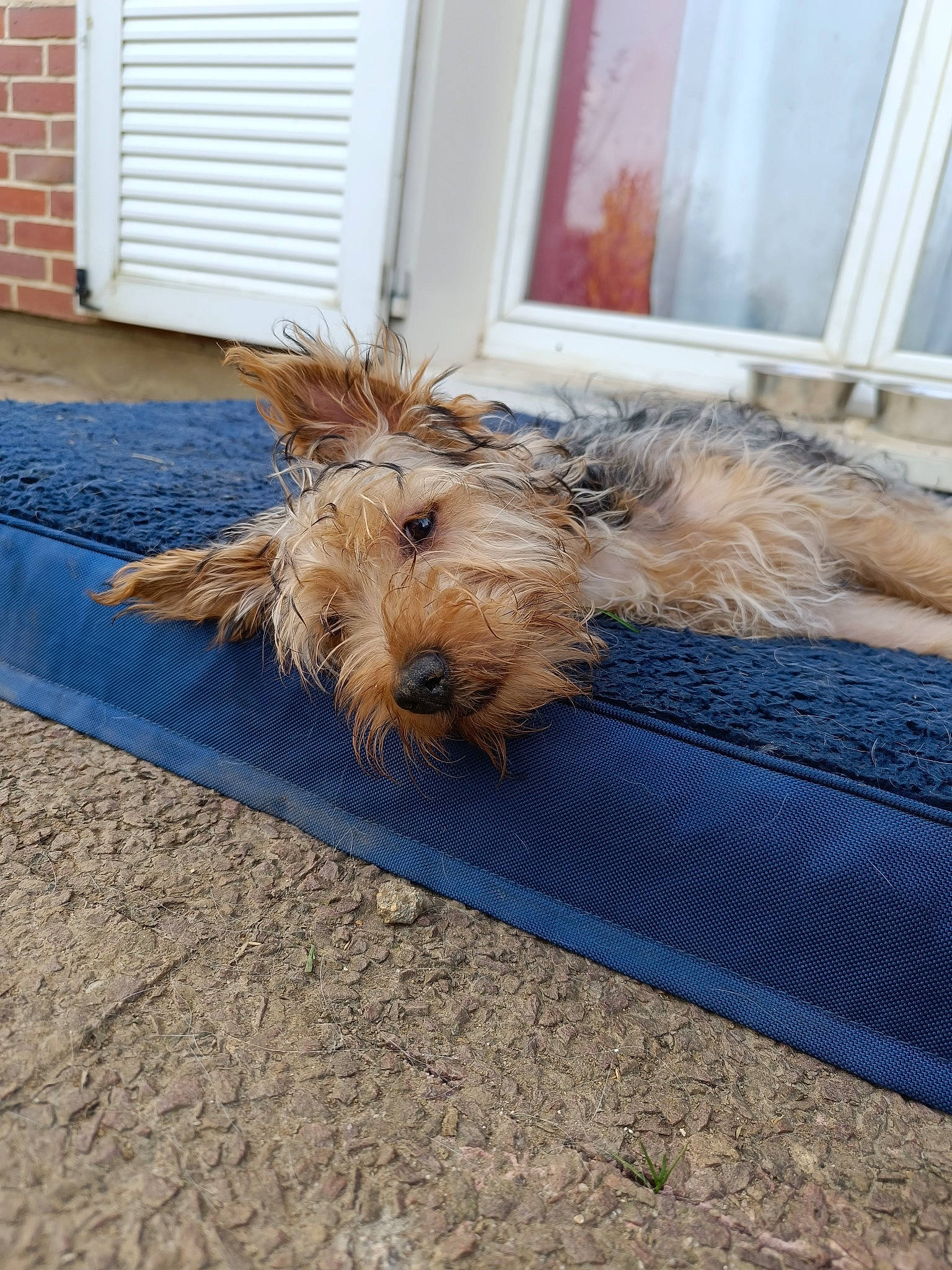 Ugo a rejoint le concours — aidez-le/la à gagner de superbes lots ! canidae, carnivore, companion_dog, dog, dog_breed, door, fawn, floor, flooring, fur, grass, road_surface, siding, small_terrier, sporting_group, tail, terrier, toy_dog, wood, working_terrier