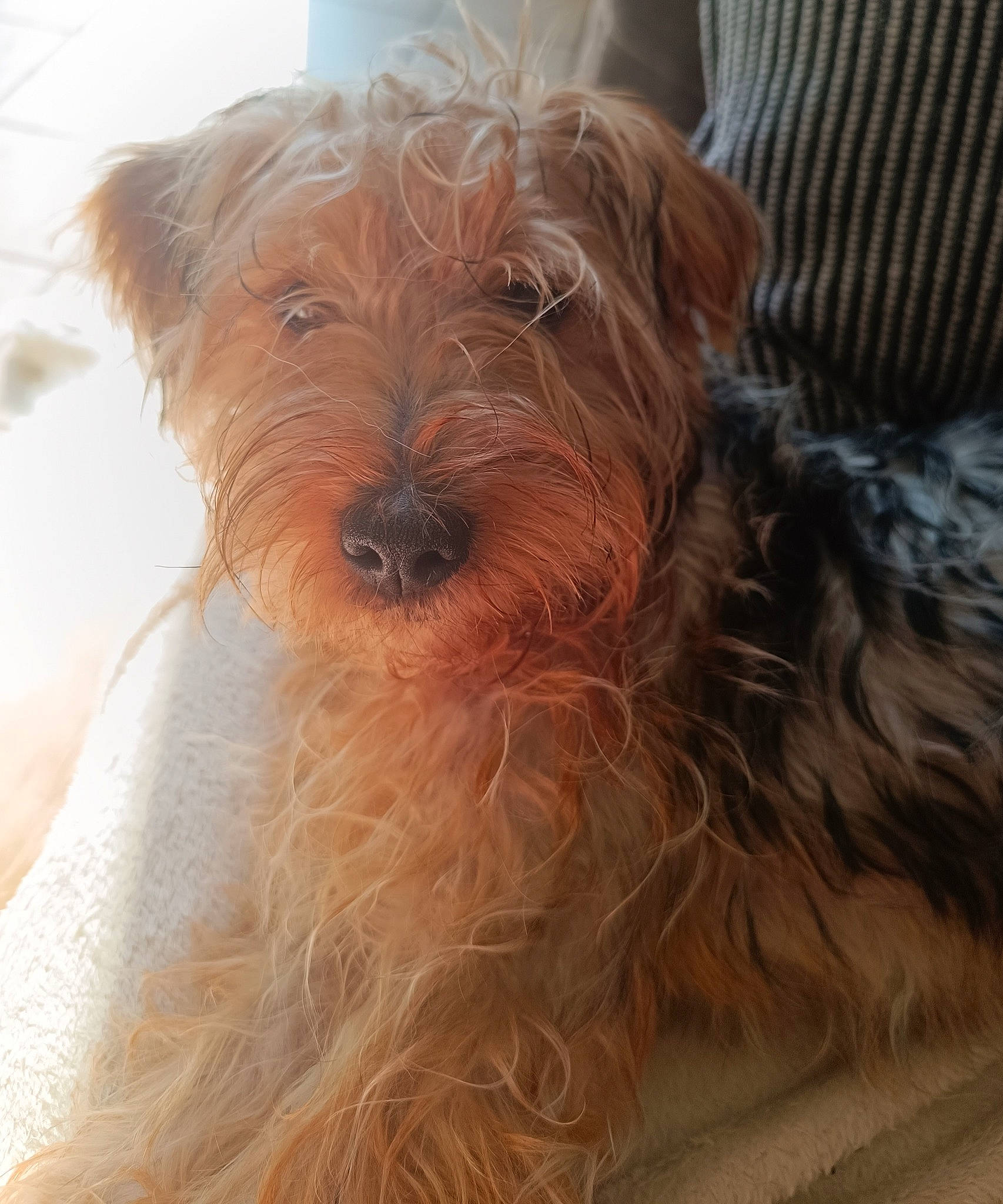 Ugo participe au concours pour gagner de l'argent avec cette photo : biewer_terrier, carnivore, companion_dog, dog, dog_breed, dog_supply, fur, hardwood, liver, poodle_crossbreed, small_terrier, sporting_group, terrestrial_animal, terrier, toy_dog, water_dog, wood, working_animal, working_terrier, yorkipoo