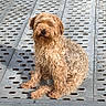 dog, small_dog, shaggy_dog, curly_fur, tan_fur, sitting, pet, animal, portrait, outdoor, metal_surface, industrial, platform, perforated_metal, brown, fluffy, long_hair, looking_at_camera, companion_animal, funny_pose