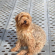 Ugo participe au concours pour gagner de l'argent avec cette photo : dog, pet, shaggy, hairy, brown, small_dog, sitting, outdoor, metal, platform, grating, perforated_surface, portrait, animal, canine, fur, floppy_ears, black_nose, sunlight, urban