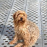 dog, pet, shaggy, hairy, brown, small_dog, sitting, outdoor, metal, platform, grating, perforated_surface, portrait, animal, canine, fur, floppy_ears, black_nose, sunlight, urban