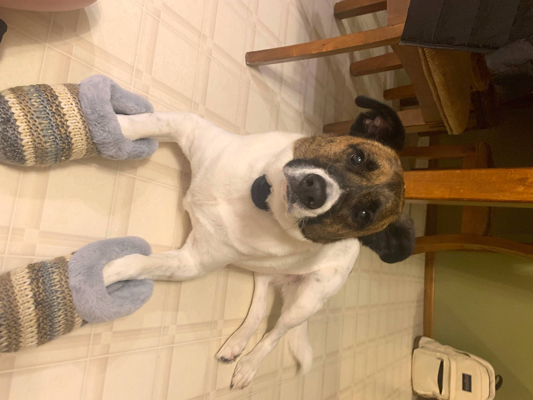 Lola joined the competition — help win amazing prizes! carnivore, chair, collar, comfort, companion_dog, dog, dog_breed, dog_collar, door, fawn, floor, flooring, fur, hardwood, paw, sporting_group, tail, window, wood, working_animal