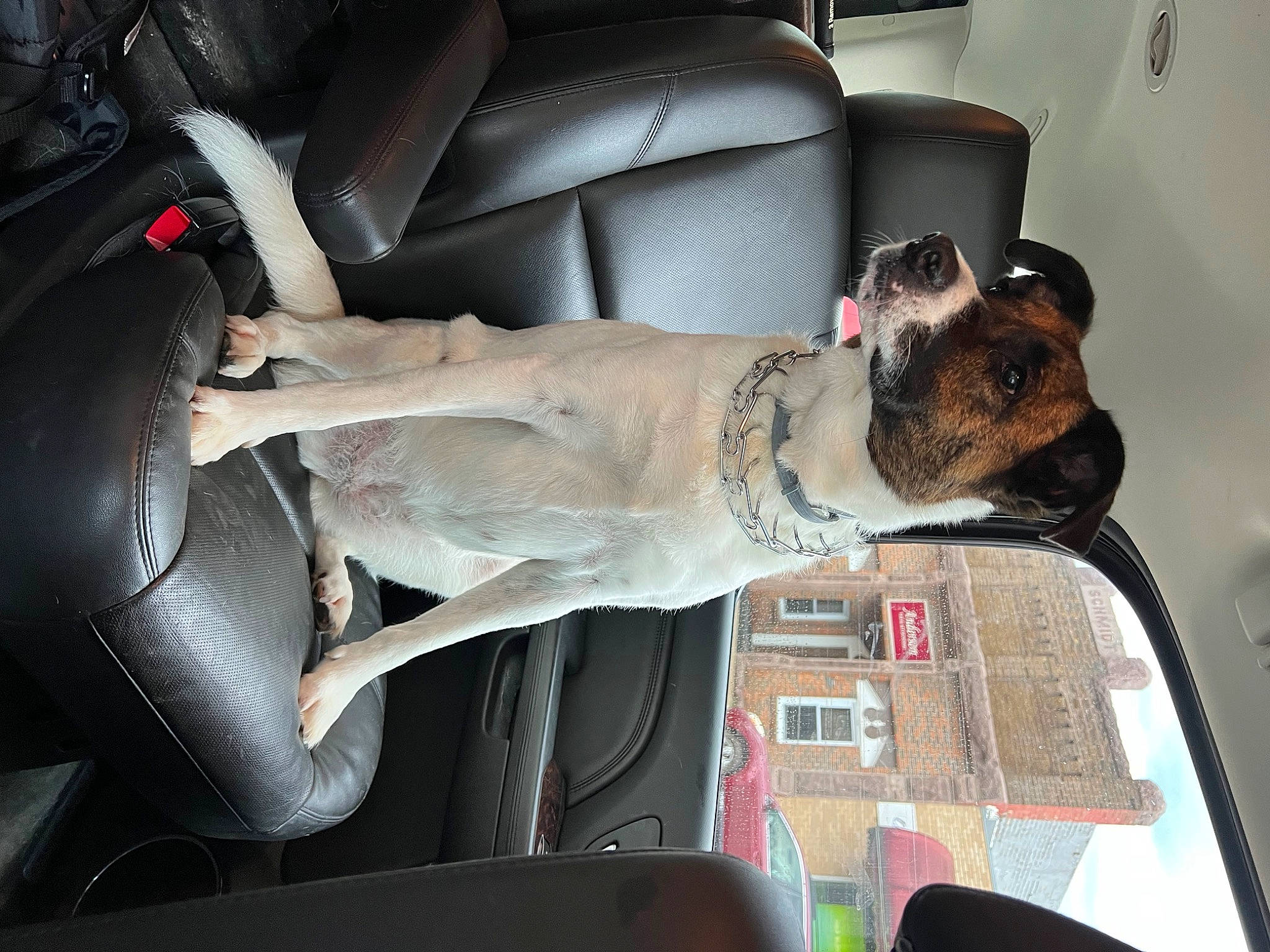 Lola joined the competition — help win amazing prizes! auto_part, automotive_design, automotive_exterior, car, car_seat, car_seat_cover, carnivore, comfort, companion_dog, couch, dog, dog_breed, fawn, human_leg, motor_vehicle, personal_luxury_car, steering_wheel, thigh, vehicle, vehicle_door