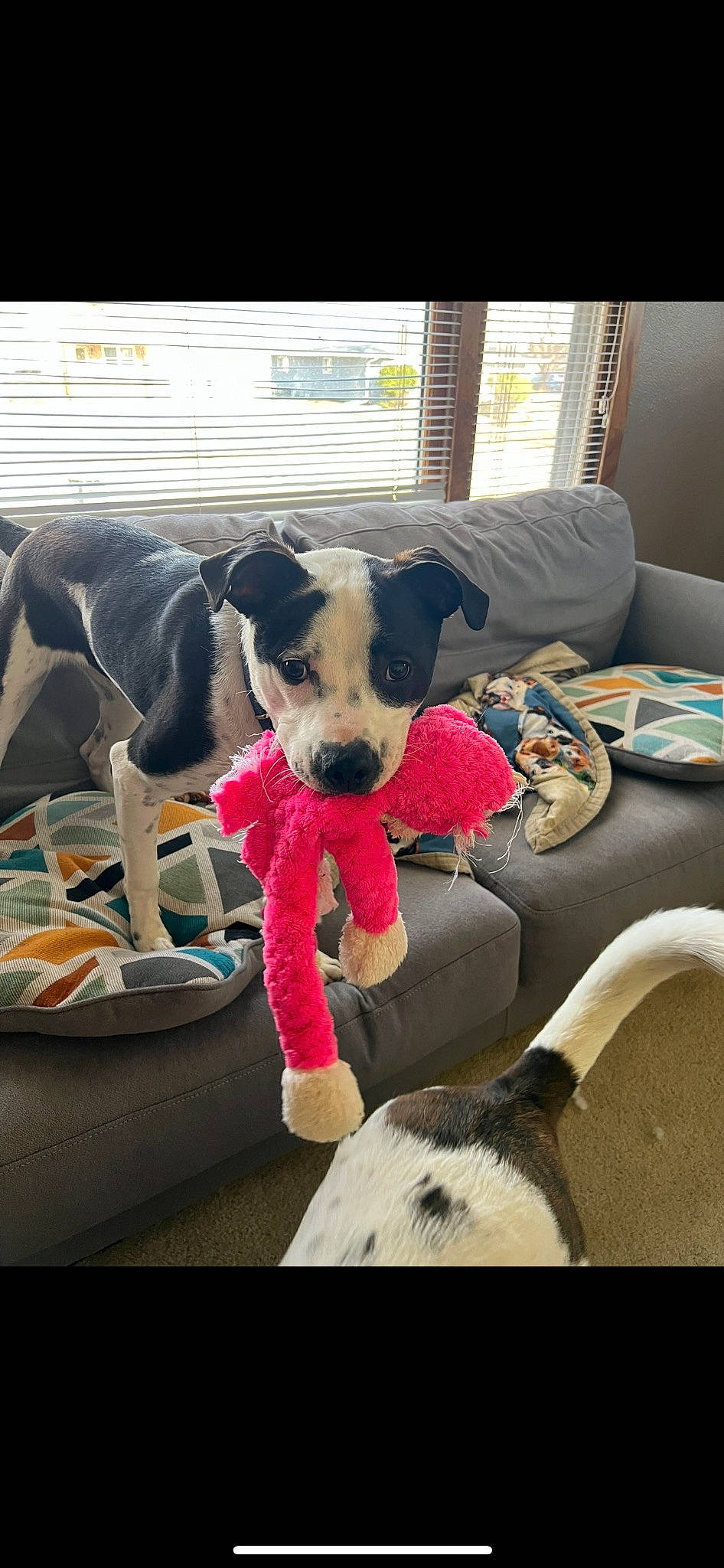 Johnny joined the competition — help win amazing prizes! canidae, carnivore, collar, comfort, companion_dog, couch, dog, dog_breed, dog_supply, fawn, flooring, living_room, pet_supply, snout, sporting_group, stuffed_toy, toy, vertebrate, window, working_animal