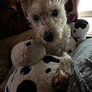 Jonni is registered to the contest to win money with this photo: dog, stuffed_animal, plush, indoor, cozy, pet, fur, snuggling, curious, soft_toys, brown, black_and_white, close_up, cuddling, animal, cute, companion, relaxed, home, comfort