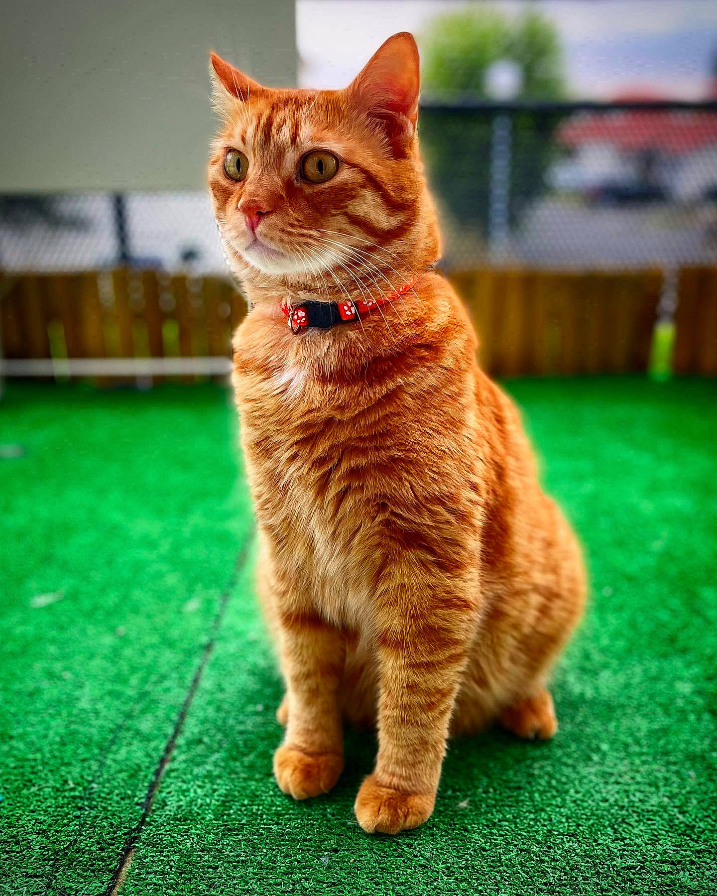 Link a rejoint le concours — aidez-le/la à gagner de superbes lots ! carnivore, cat, claw, domestic_short_haired_cat, fawn, felidae, flooring, foot, fur, grass, paw, plant, road_surface, small_to_medium_sized_cats, snout, tail, terrestrial_animal, whiskers, wildlife, wood