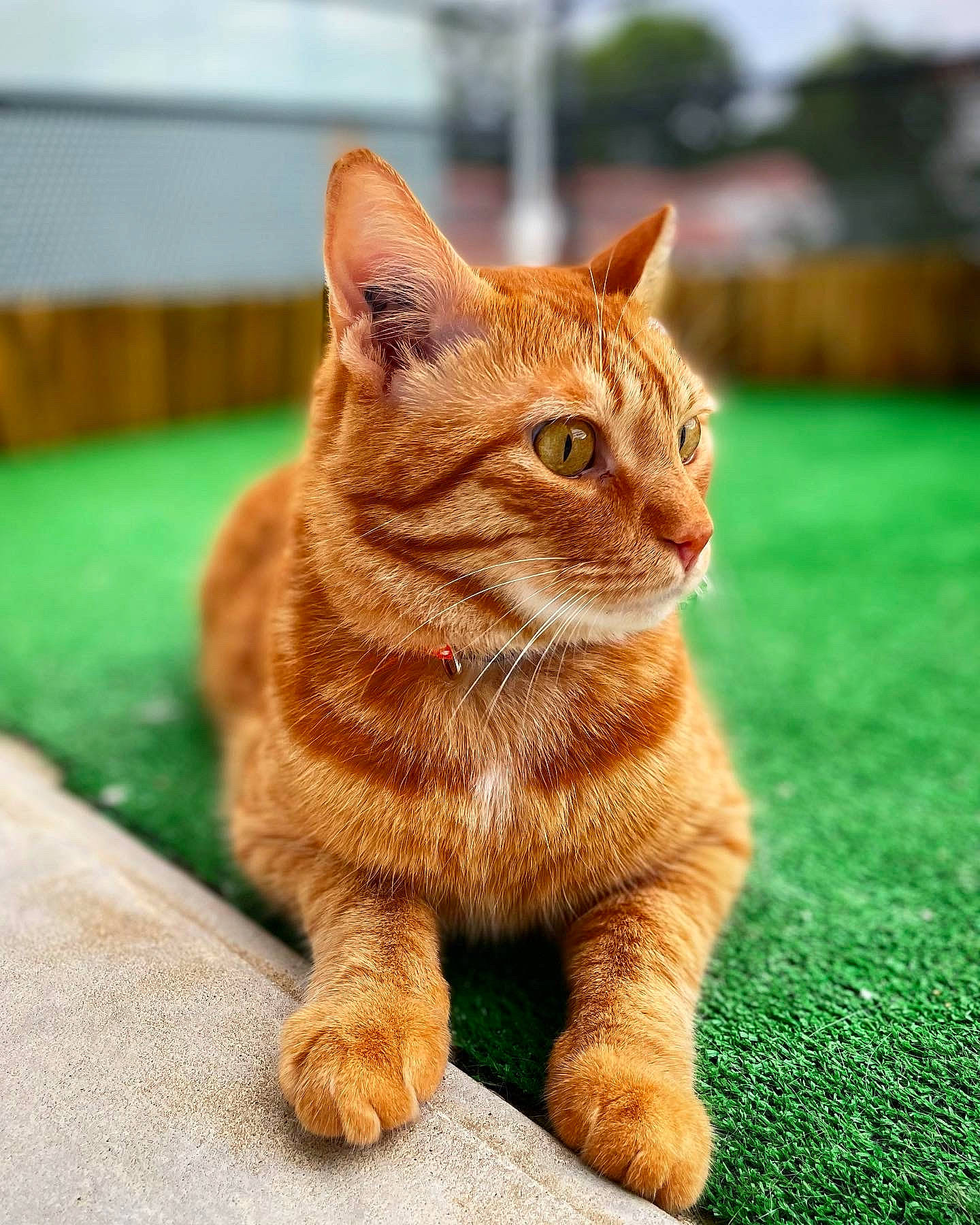 Link a rejoint le concours — aidez-le/la à gagner de superbes lots ! art, carnivore, cat, claw, domestic_short_haired_cat, fawn, felidae, flooring, fur, grass, paw, sitting, small_to_medium_sized_cats, snout, tail, terrestrial_animal, whiskers, wildlife, window, wood