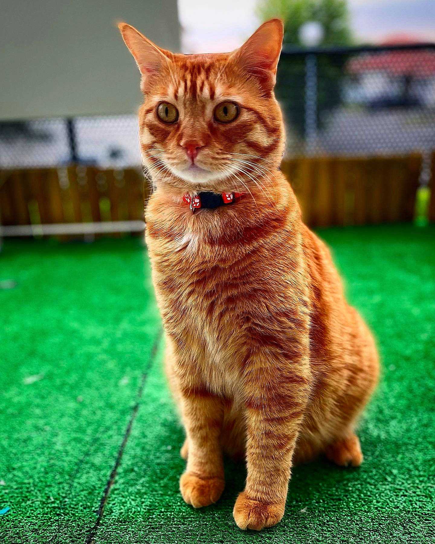 Link a rejoint le concours — aidez-le/la à gagner de superbes lots ! carnivore, cat, claw, domestic_short_haired_cat, fawn, felidae, flooring, foot, fur, grass, paw, road_surface, sitting, small_to_medium_sized_cats, snout, tail, terrestrial_animal, whiskers, wildlife, wood