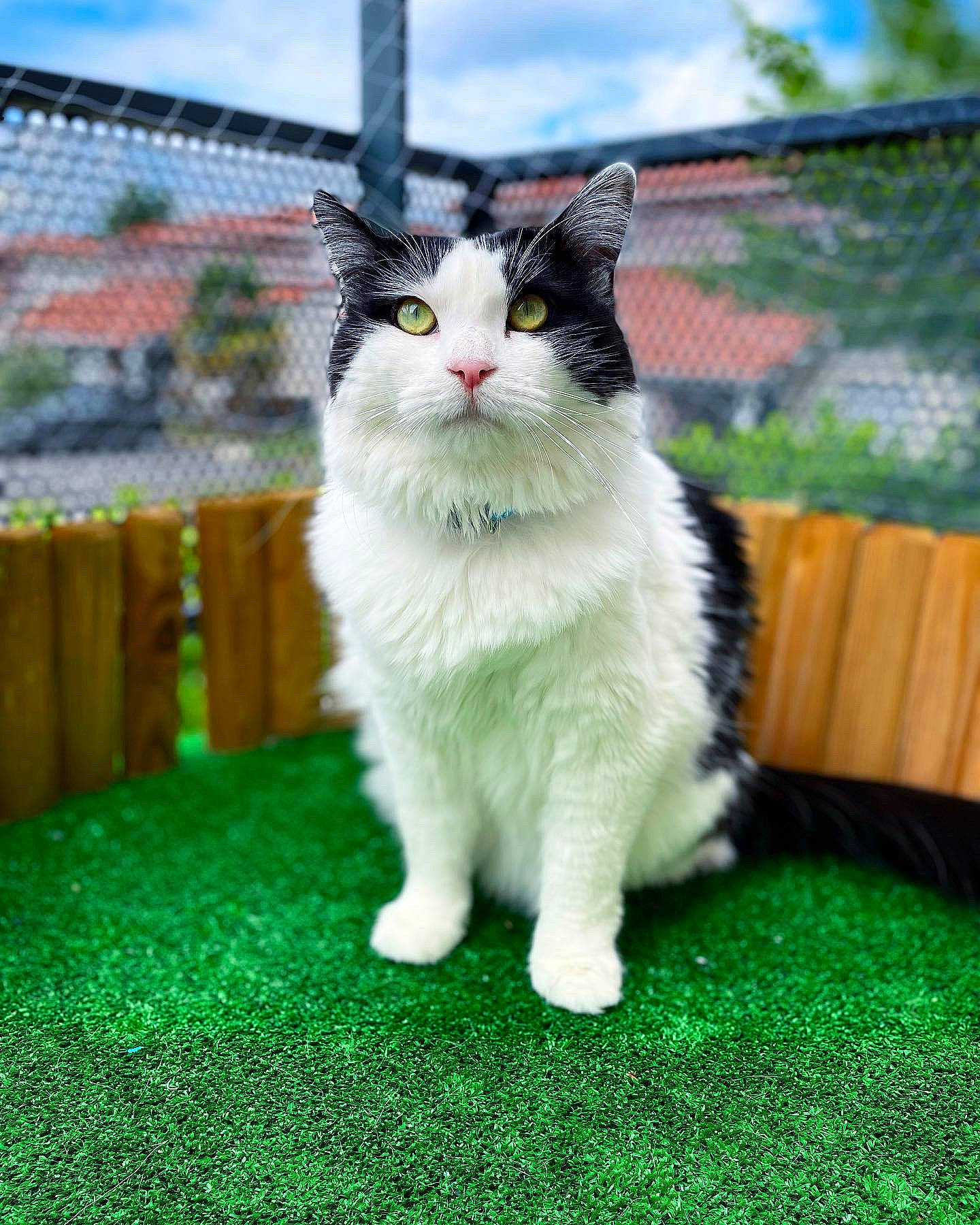 Luna a rejoint le concours — aidez-le/la à gagner de superbes lots ! carnivore, cat, cloud, domestic_short_haired_cat, felidae, flooring, fur, grass, grassland, lawn, plant, sitting, sky, small_to_medium_sized_cats, snout, tail, terrestrial_animal, tree, whiskers