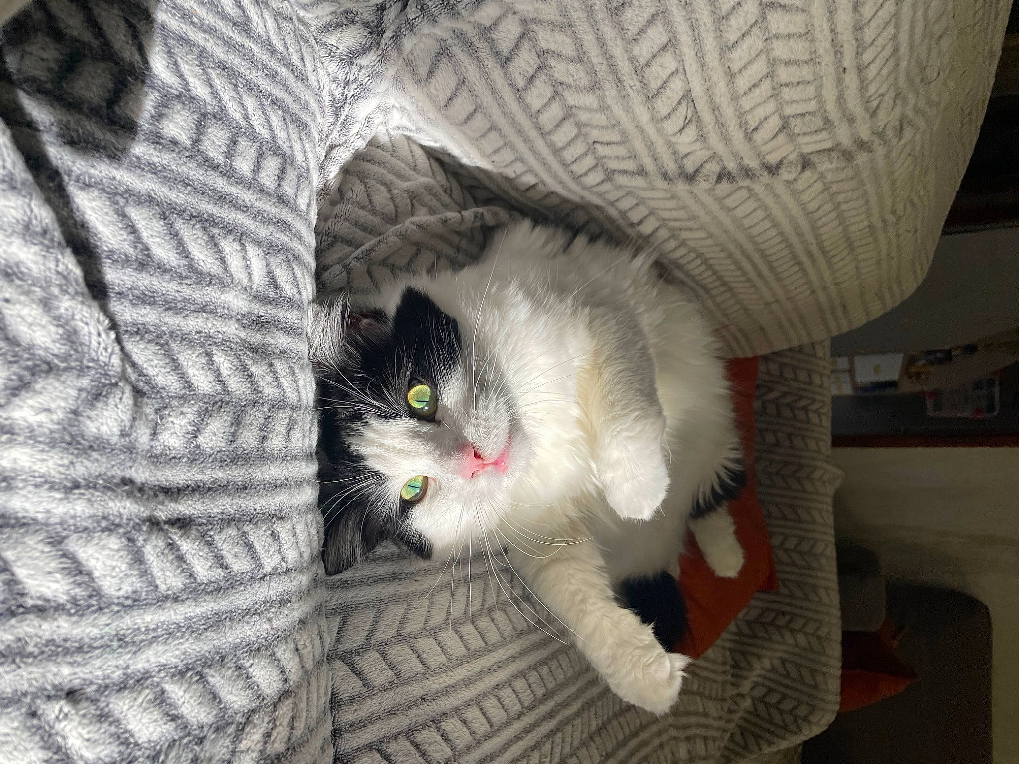 Luna a rejoint le concours — aidez-le/la à gagner de superbes lots ! carnivore, cat, claw, comfort, couch, domestic_short_haired_cat, felidae, fur, grey, linens, pattern, paw, small_to_medium_sized_cats, snout, tail, textile, whiskers, wood, wool, woven_fabric