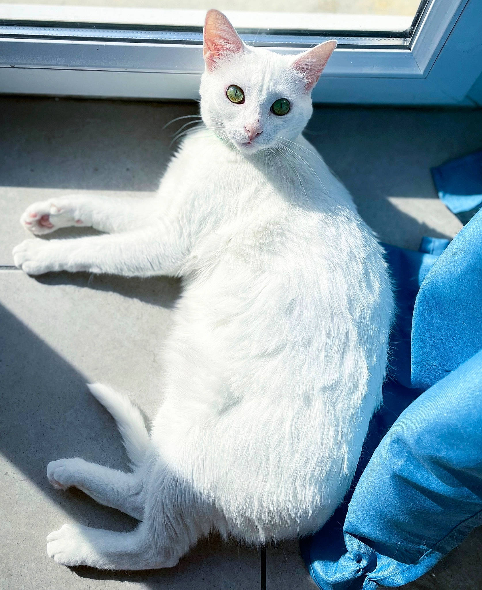 Kaya participe au concours pour gagner de l'argent avec cette photo : blue, carnivore, cat, comfort, domestic_short_haired_cat, electric_blue, felidae, fur, grey, paw, sitting, small_to_medium_sized_cats, snout, tail, terrestrial_animal, whiskers, window