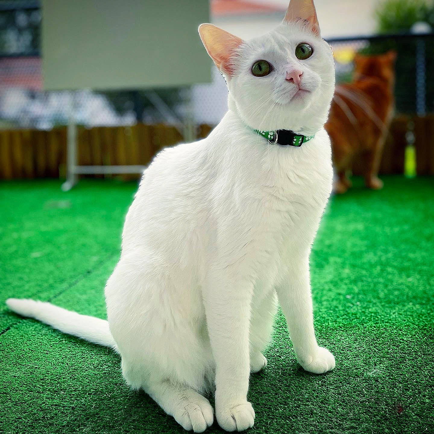 Kaya a rejoint le concours — aidez-le/la à gagner de superbes lots ! carnivore, cat, claw, collar, domestic_short_haired_cat, fawn, felidae, fur, grass, paw, small_to_medium_sized_cats, snout, tail, terrestrial_animal, whiskers