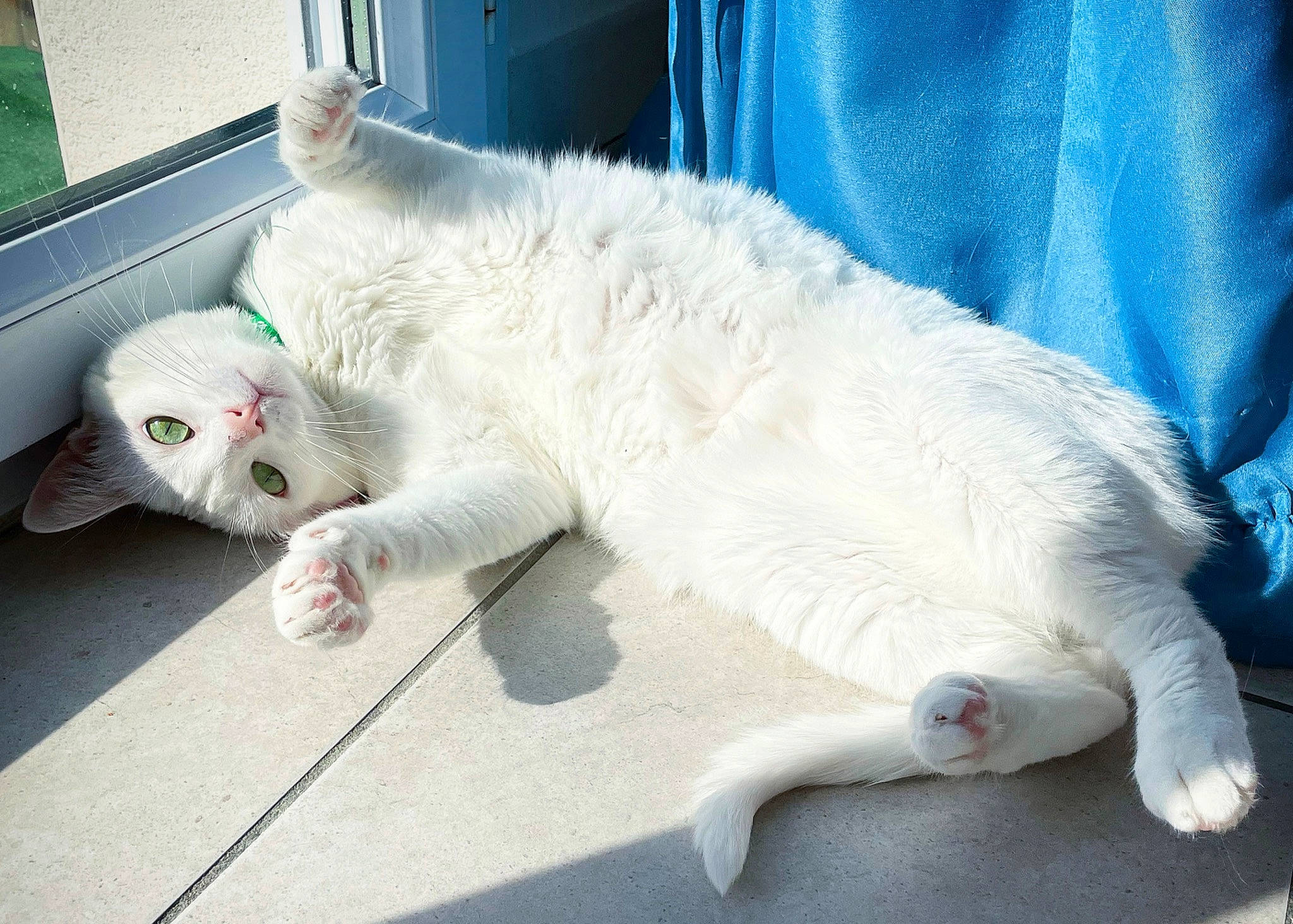 Kaya participe au concours pour gagner de l'argent avec cette photo : carnivore, cat, claw, comfort, domestic_short_haired_cat, felidae, fur, nap, paw, small_to_medium_sized_cats, snout, tail, whiskers