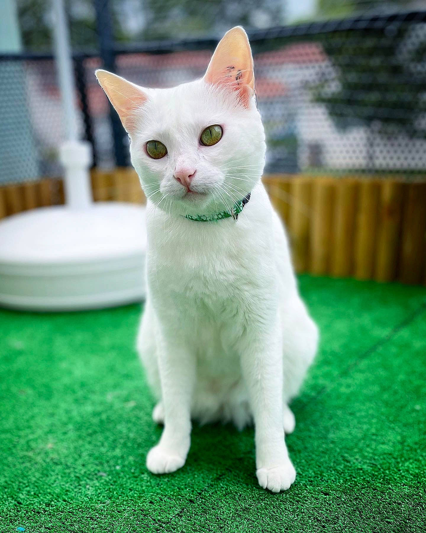 Kaya participe au concours pour gagner de l'argent avec cette photo : art, carnivore, cat, collar, domestic_short_haired_cat, eye, fawn, felidae, fur, grass, paw, sitting, small_to_medium_sized_cats, snout, tail, terrestrial_animal, whiskers