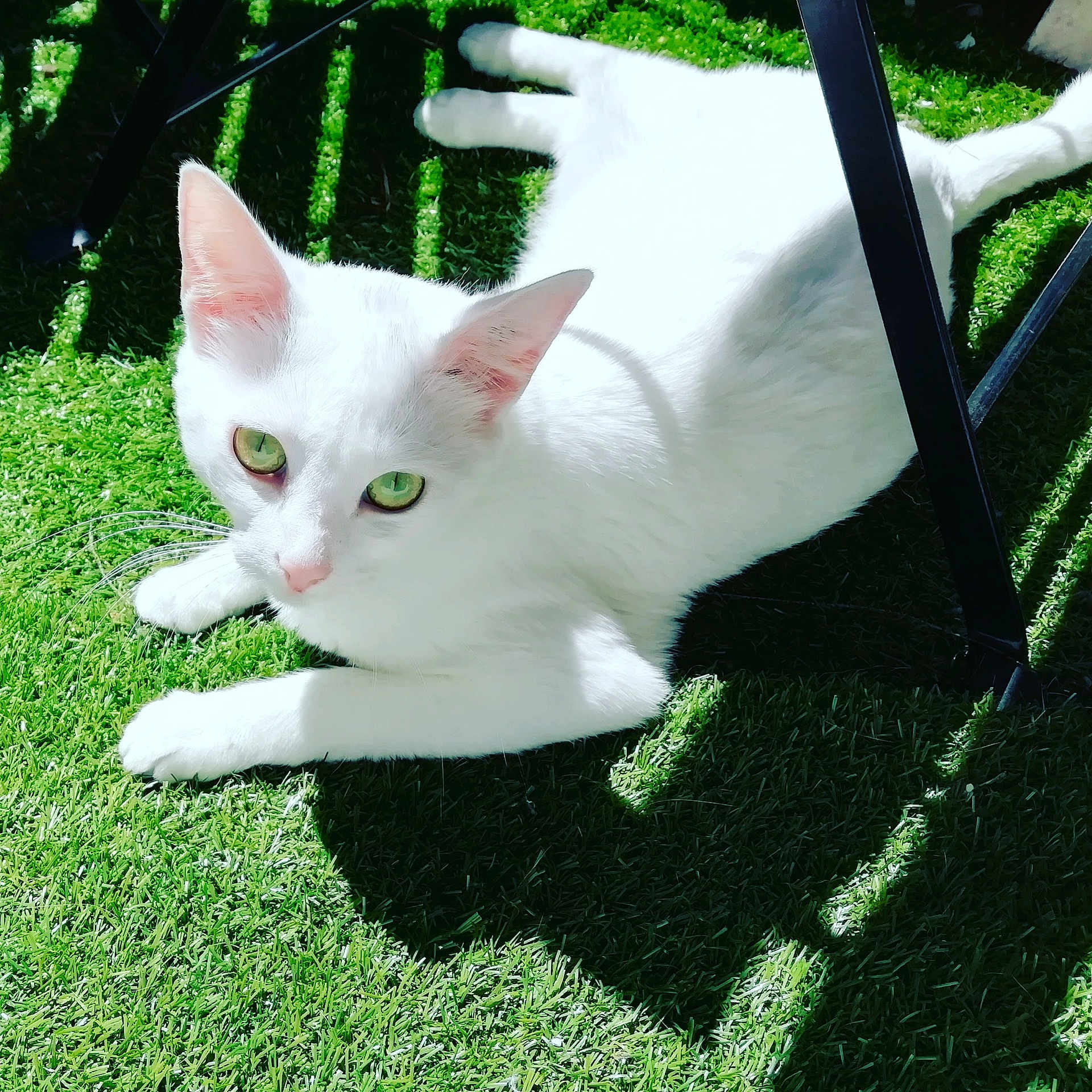 Kaya
