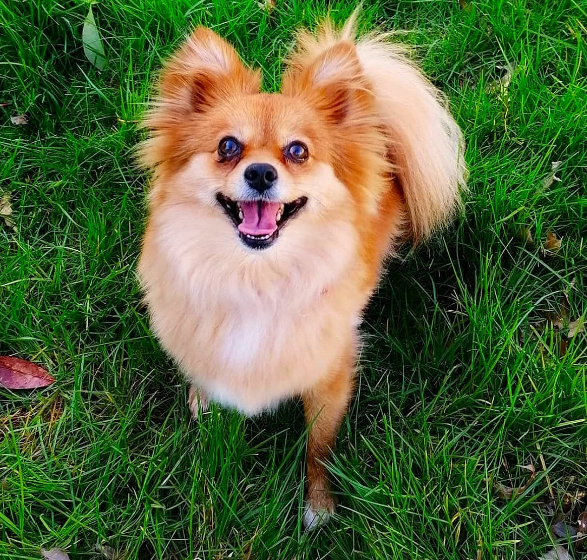 Kira a rejoint le concours — aidez-le/la à gagner de superbes lots ! canidae, carnivore, companion_dog, dog, dog_breed, fawn, fur, german_spitz, german_spitz_klein, grass, plant, pomeranian, puppy, smile, snout, spitz, sporting_group, toy_dog, volpino_italiano, whiskers