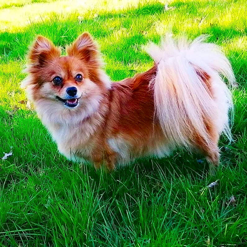 Kira a rejoint le concours — aidez-le/la à gagner de superbes lots ! canidae, carnivore, companion_dog, dog, dog_breed, fawn, fur, german_spitz, german_spitz_klein, grass, liver, plant, snout, spitz, sporting_group, tail, toy_dog, tree, volpino_italiano, whiskers