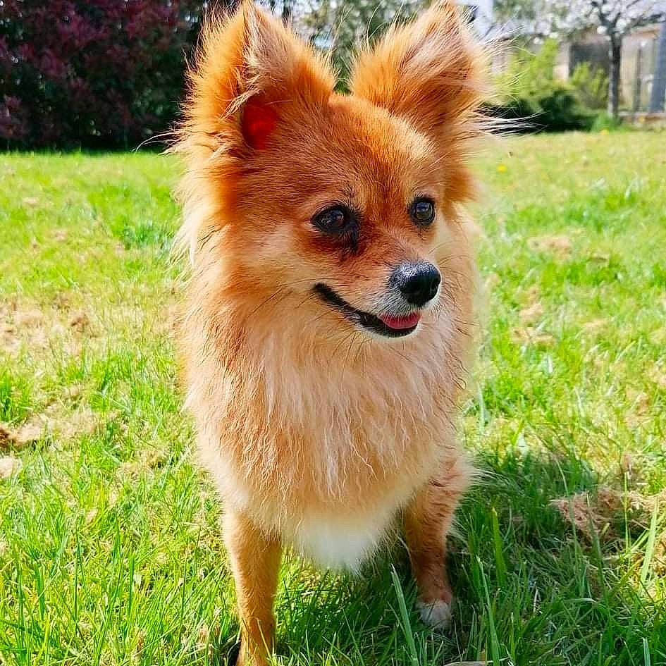 Kira a rejoint le concours — aidez-le/la à gagner de superbes lots ! canidae, carnivore, companion_dog, dog, dog_breed, fawn, fur, german_spitz, german_spitz_klein, german_spitz_mittel, grass, liver, plant, pomeranian, snout, spitz, sporting_group, toy_dog, tree, whiskers