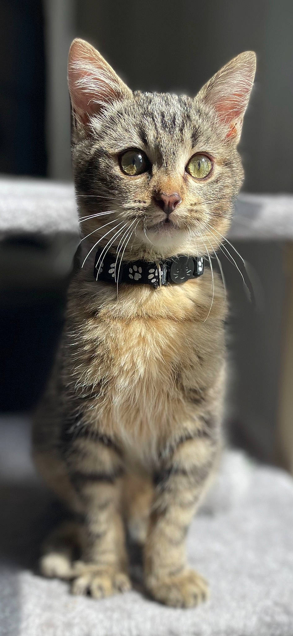 Jasper a rejoint le concours — aidez-le/la à gagner de superbes lots ! carnivore, cat, claw, domestic_short_haired_cat, fawn, felidae, fur, paw, small_to_medium_sized_cats, snout, tail, terrestrial_animal, whiskers, wildlife, window