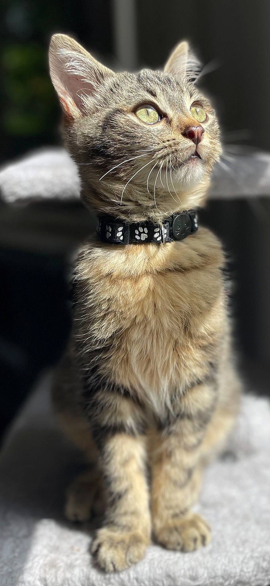 Jasper a rejoint le concours — aidez-le/la à gagner de superbes lots ! carnivore, cat, cat_toy, claw, collar, domestic_short_haired_cat, fawn, felidae, fur, leash, paw, small_to_medium_sized_cats, snout, tail, terrestrial_animal, whiskers, wildlife