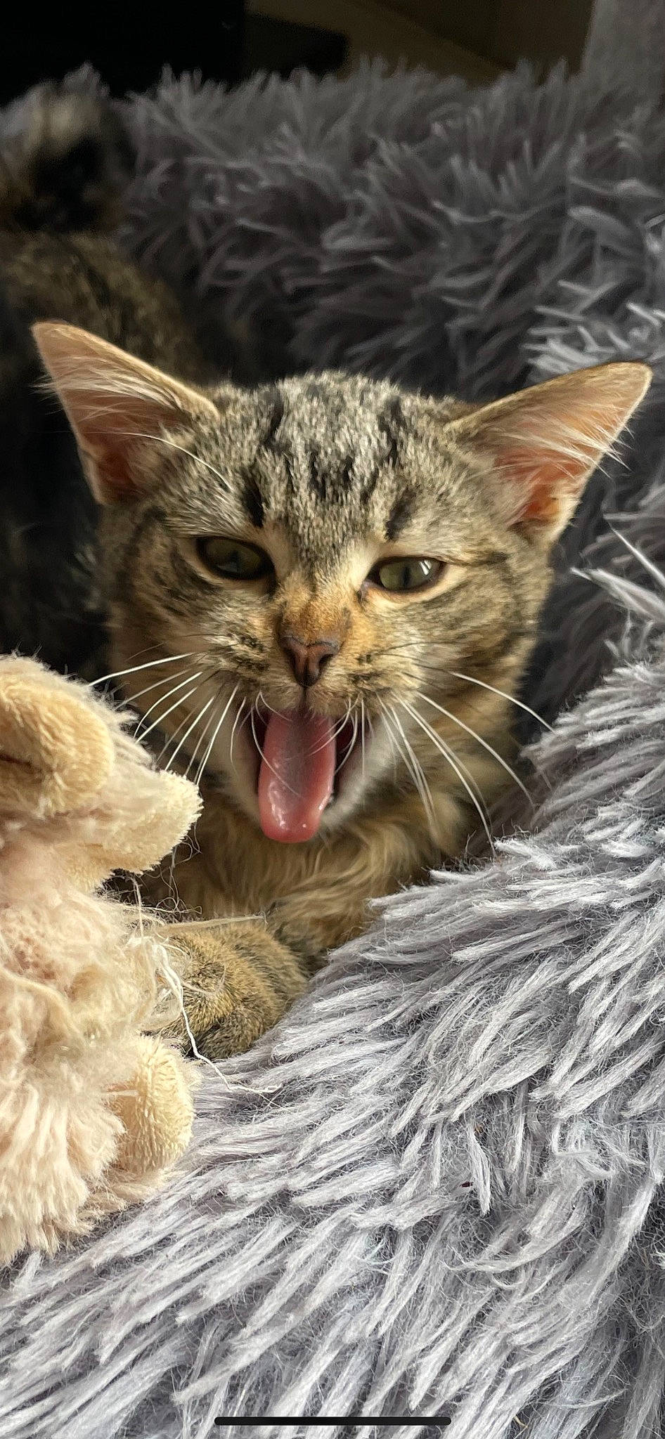 Jasper participe au concours pour gagner de l'argent avec cette photo : carnivore, cat, claw, close_up, domestic_short_haired_cat, event, fang, felidae, fur, grass, happy, paw, photo_caption, small_to_medium_sized_cats, snout, terrestrial_animal, whiskers, wildlife