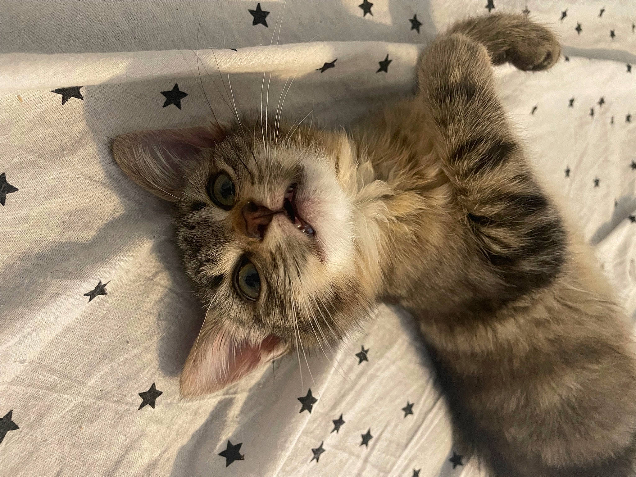 Jasper a rejoint le concours — aidez-le/la à gagner de superbes lots ! carnivore, cat, claw, domestic_short_haired_cat, fawn, felidae, fur, organism, paw, sand, small_to_medium_sized_cats, snout, tail, terrestrial_animal, whiskers, wildlife