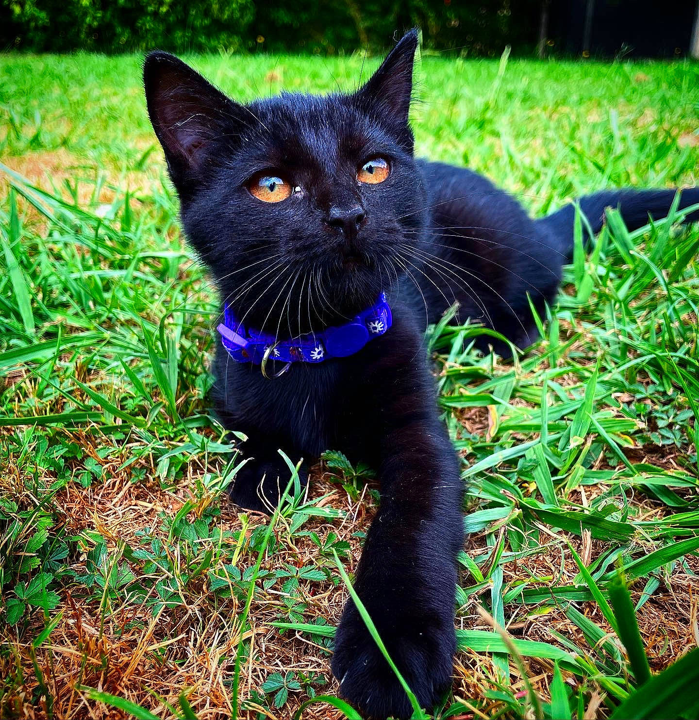 Minuit participe au concours pour gagner de l'argent avec cette photo : black_cat, bombay, carnivore, cat, domestic_short_haired_cat, electric_blue, eye, felidae, fur, grass, grassland, green, groundcover, plant, small_to_medium_sized_cats, snout, tail, terrestrial_animal, whiskers, wildlife