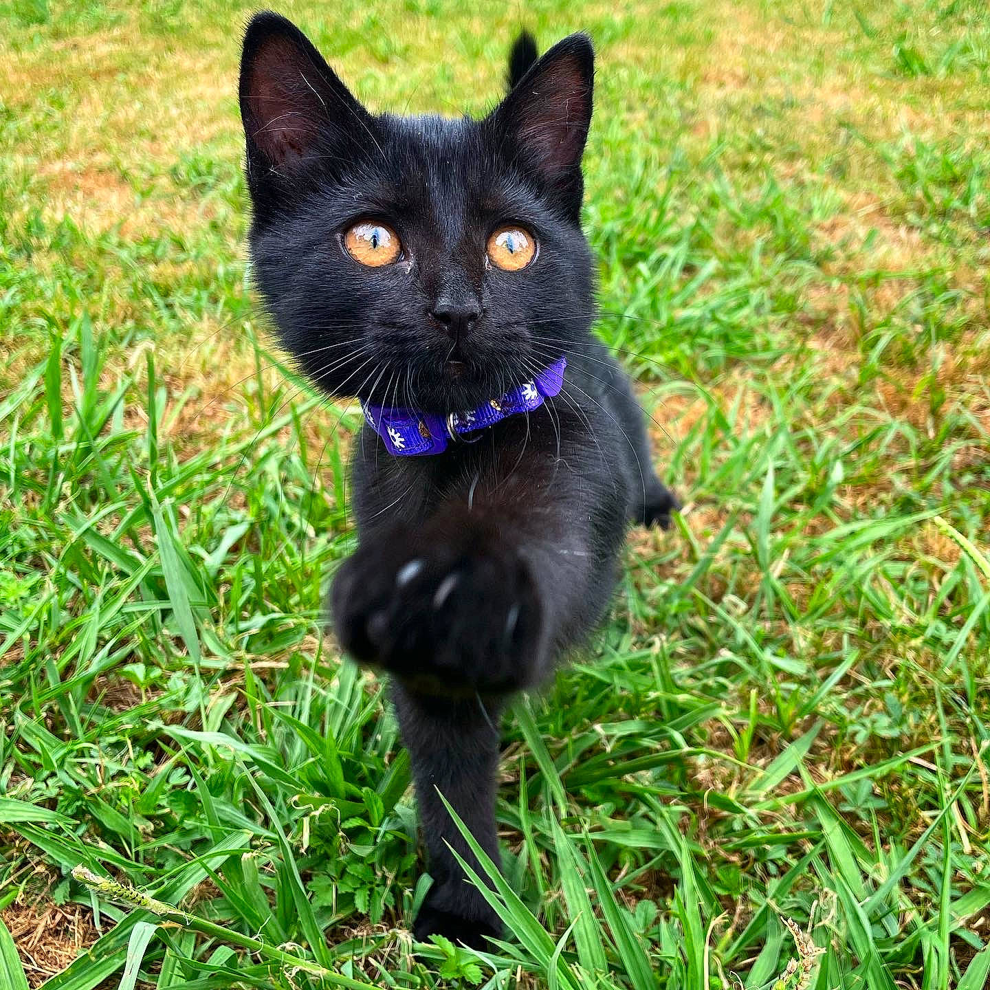 Minuit a rejoint le concours — aidez-le/la à gagner de superbes lots ! black_cat, bombay, carnivore, cat, domestic_short_haired_cat, electric_blue, eye, felidae, fur, grass, grassland, groundcover, plant, small_to_medium_sized_cats, snout, tail, terrestrial_animal, whiskers, wildlife