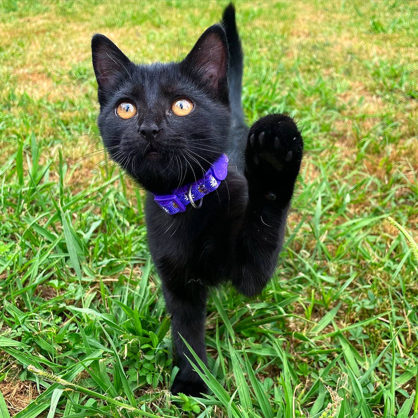 Minuit a rejoint le concours — aidez-le/la à gagner de superbes lots ! black_cat, bombay, carnivore, cat, collar, domestic_short_haired_cat, felidae, fur, grass, grassland, groundcover, plant, small_to_medium_sized_cats, snout, tail, terrestrial_animal, whiskers, wildlife