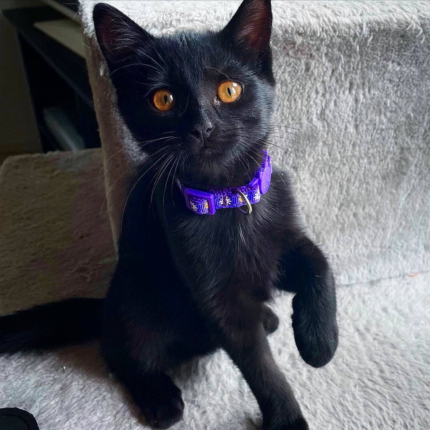 Minuit a rejoint le concours — aidez-le/la à gagner de superbes lots ! black_cat, bombay, carnivore, cat, claw, collar, domestic_short_haired_cat, electric_blue, eye, felidae, fur, havana_brown, paw, small_to_medium_sized_cats, snout, tail, terrestrial_animal, whiskers