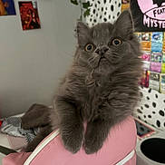 Davie joined the competition — help win amazing prizes! animal, cat, chair, close_up, cozy, curious, cute, decor, fluffy, furniture, gray_fur, home, indoor, kitten, pet, pink, plant, polka_dots, poster, wide_eyes