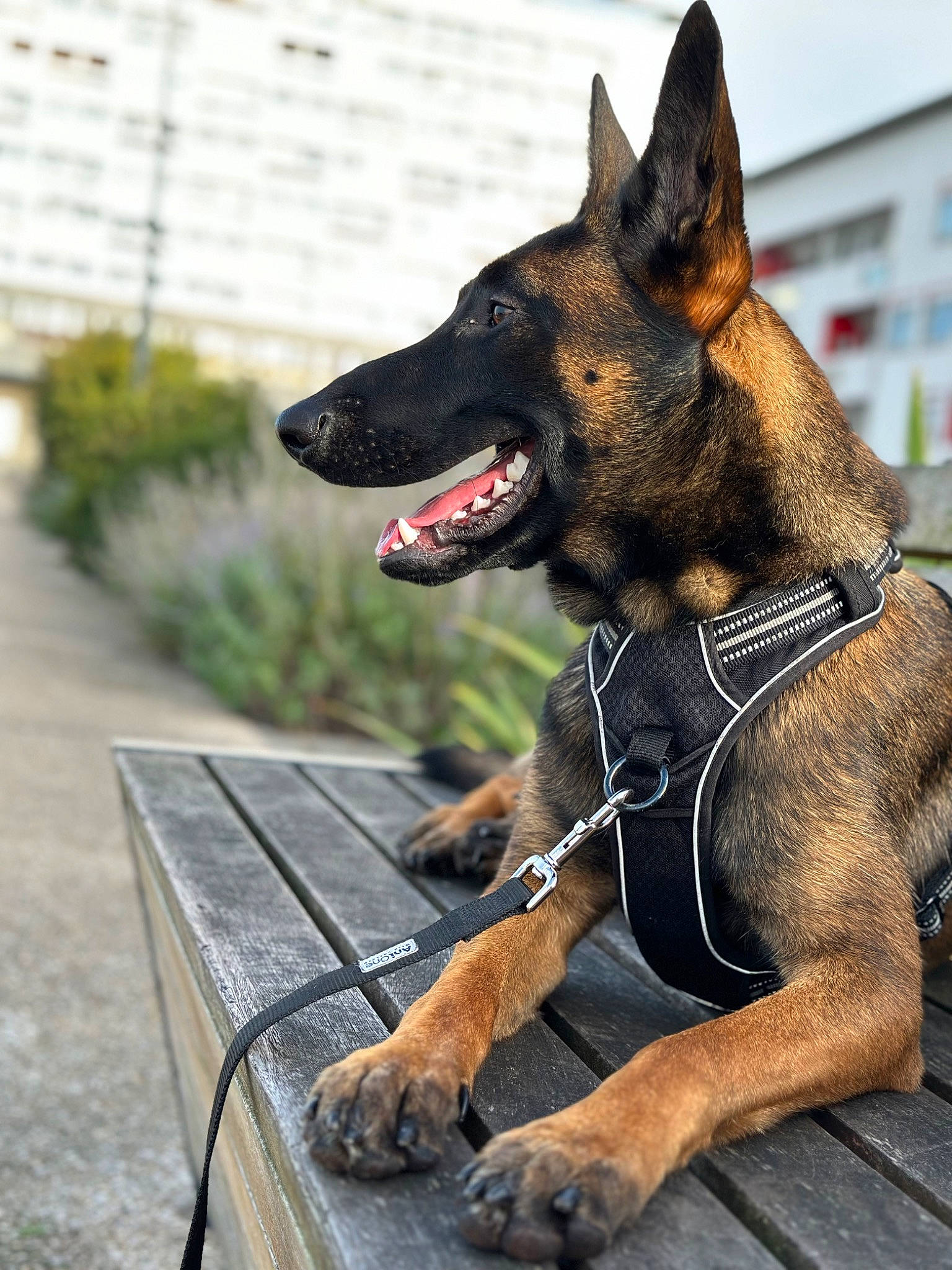 Erza participe au concours pour gagner de l'argent avec cette photo : biting, canidae, carnivore, collar, companion_dog, dog, dog_breed, dog_collar, dog_supply, fawn, guard_dog, outdoor_bench, pet_supply, plant, snout, sporting_group, table, wood, working_animal, working_dog