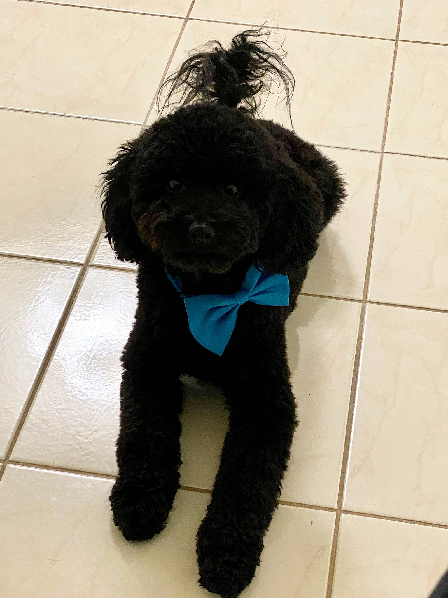 Jax joined the competition — help win amazing prizes! canidae, carnivore, collar, companion_dog, dog, dog_breed, dog_collar, dog_supply, electric_blue, fur, non_sporting_group, pet_supply, small_terrier, snout, sporting_group, terrier, tile_flooring, toy_dog, water_dog, working_animal