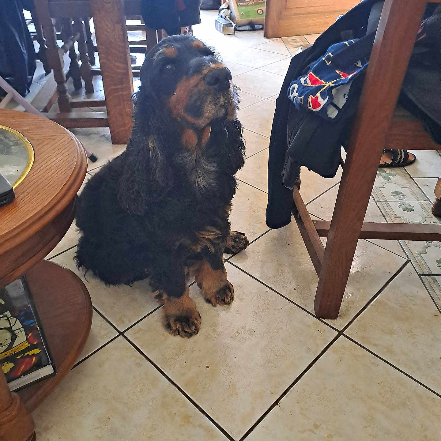 O'Praline participe au concours pour gagner de l'argent avec cette photo : animal, black_dog, brown_dog, calm, companion, cute, dog, domestic, floor, fur, furniture, household, indoors, looking_up, pet, room, sitting, tile_floor, wooden_chair, wooden_table