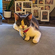 Kitkat is registered to the contest to win money with this photo: cat, pet, collar, bell, indoor, potted_plant, clock, photographs, family_photos, sofa, gray_surface, curious, feline, home_interior, decoration, cozy, animal, resting, closeup, mammal